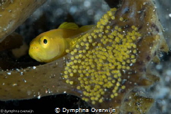 yellow gobi with tongue isopod, with eggs by Dymphna Overwijn 